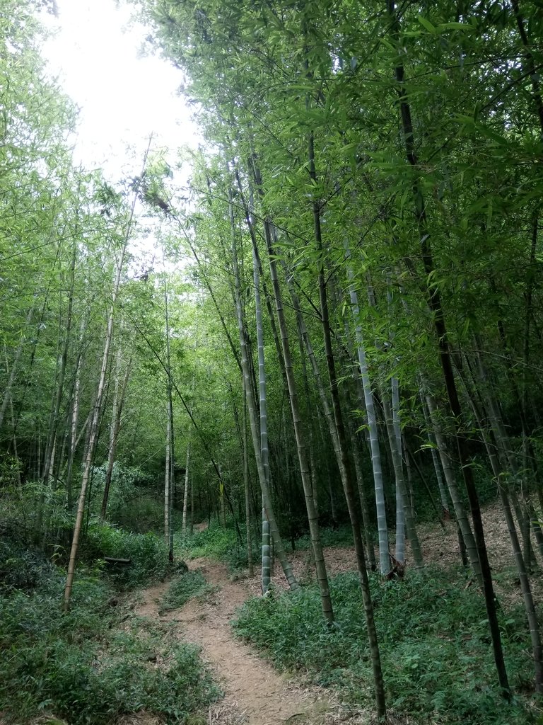 DSC_3015.JPG - 大溪  金面山登山步道