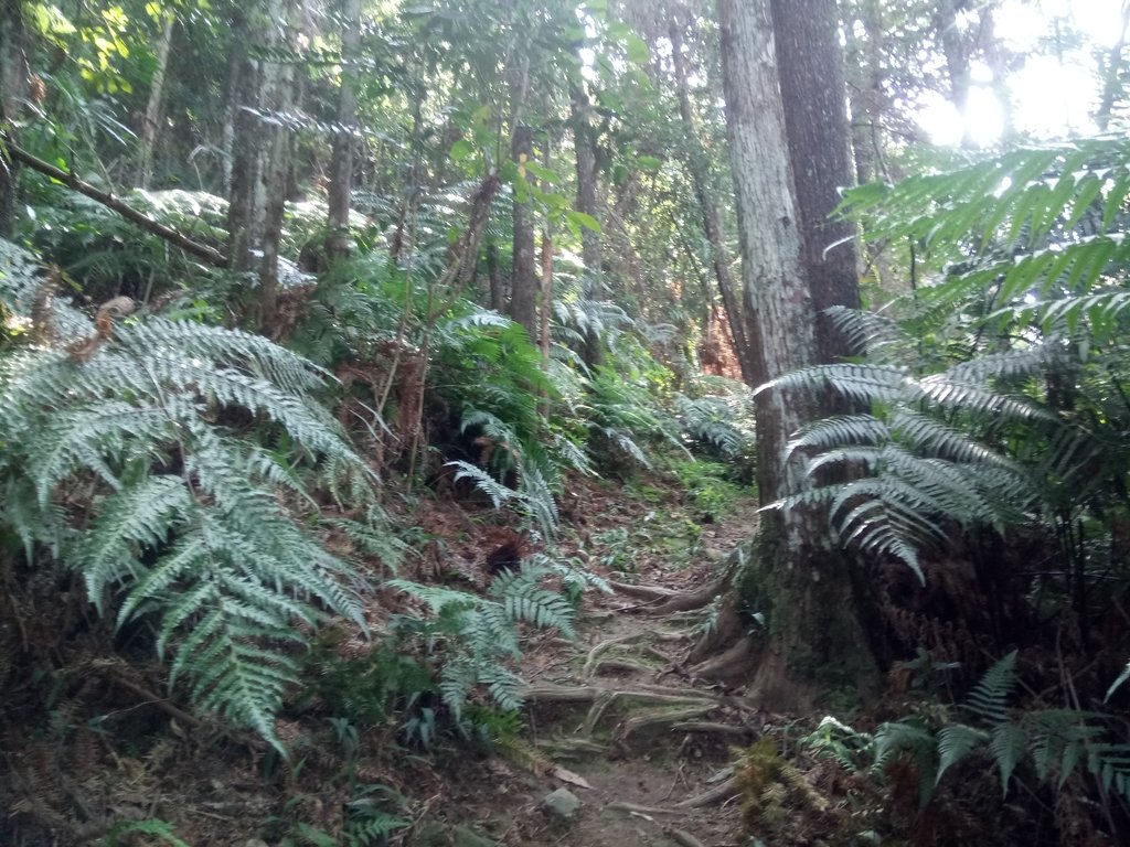 DSC_4023.JPG - 魚池  過坑山登山步道