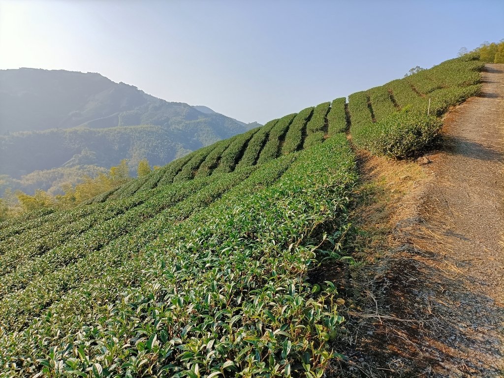 IMG20210130084336.jpg - 雲嘉連峰之  太平山  梨子腳山