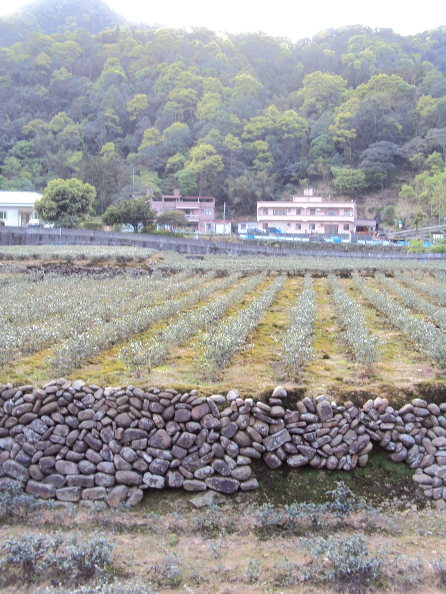 DSC03993.JPG - 坪林  金瓜寮  陳家古厝