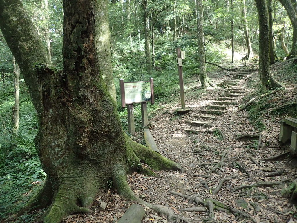 PB257516.JPG - 復興  東眼山森林步道