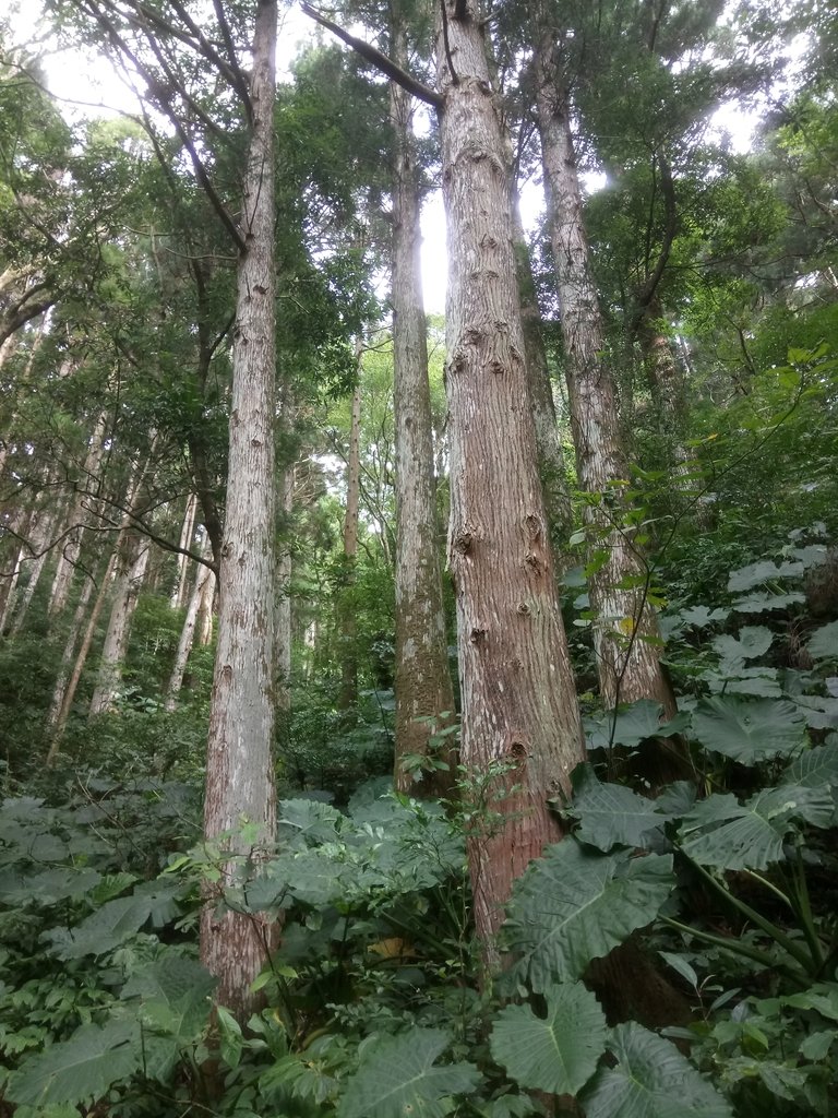 DSC_9017.JPG - 復興  東滿步道