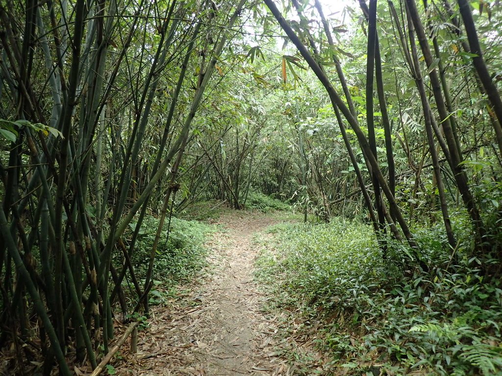 P4143521.JPG - 基隆  五坑山  總督嶺步道