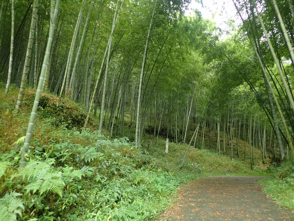 PA231667.JPG - 石壁山  嘉南雲峰步道