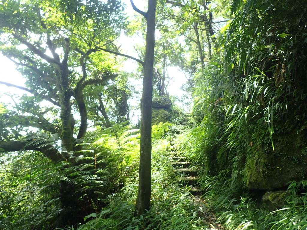 P7203844.JPG - 瑞芳  五分山登山步道