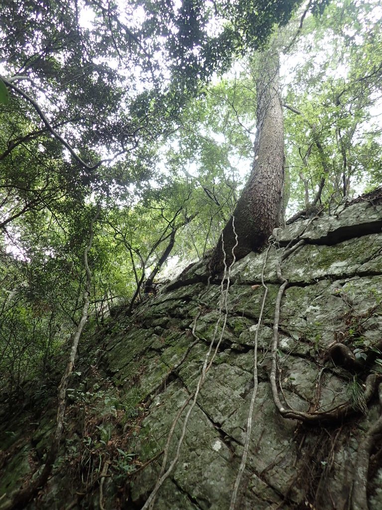 P5012294.JPG - 谷關七雄之  波津加山