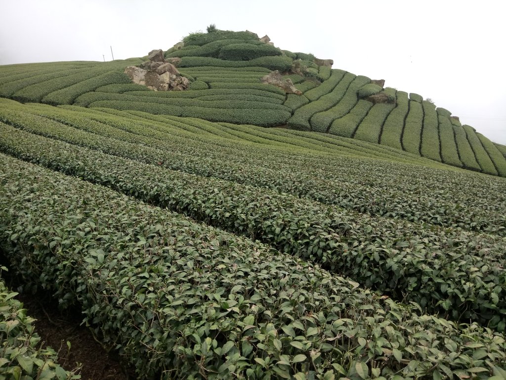 DSC_1433.JPG - 阿里山  隙頂茶園之美