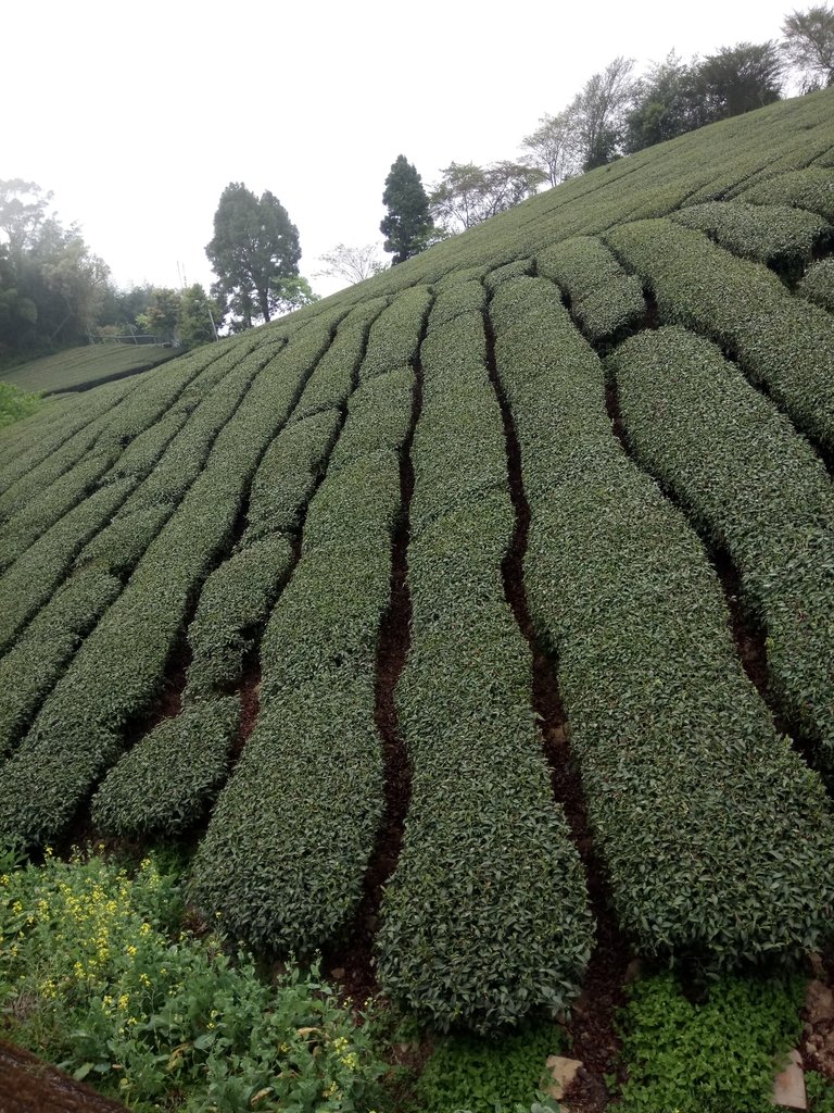 DSC_1509.JPG - 阿里山  頂石卓茶園之美