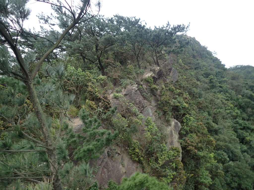 P3160177.JPG - 汐止  金面山(金明山)  稜線步道