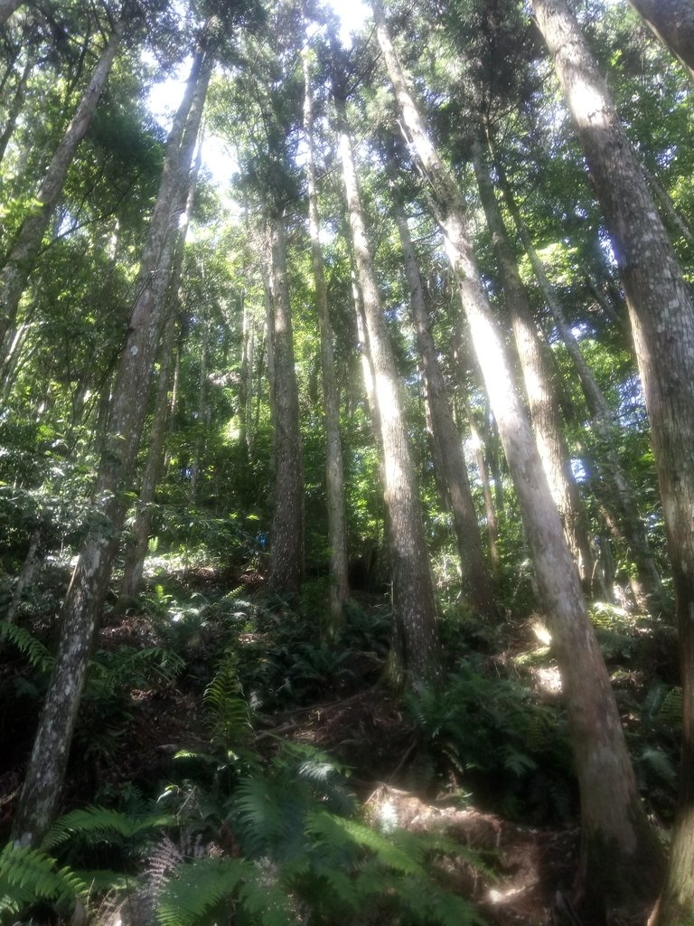 DSC_3728.JPG - 谷關七雄之  八仙山  (01)