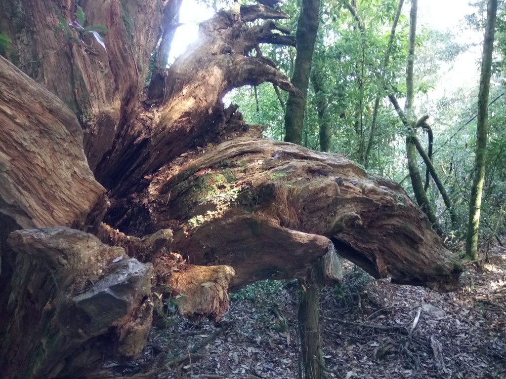 DSC_2632.JPG - 台中  和平  稍來山