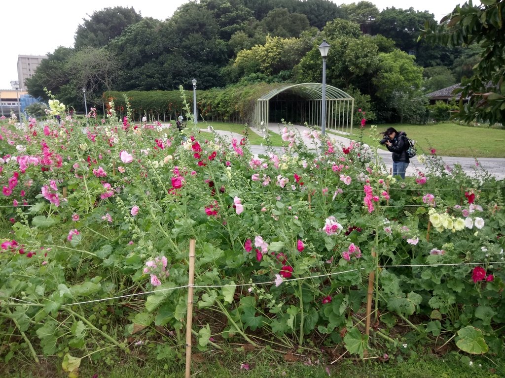 DSC_9206.JPG - 花博公園  蜀葵花季