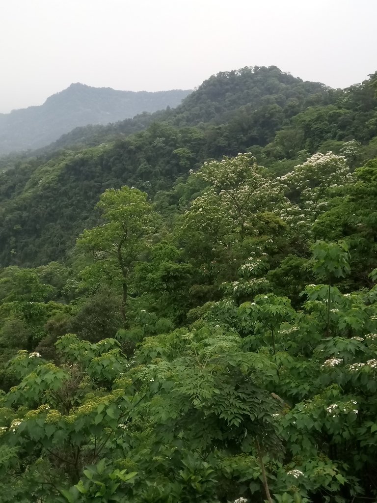 DSC_5057.JPG - 南庄  細湖頂  桐花山林