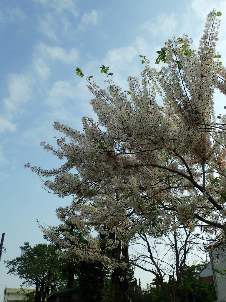 P4030099.JPG - 路竹  一甲國小  花旗木