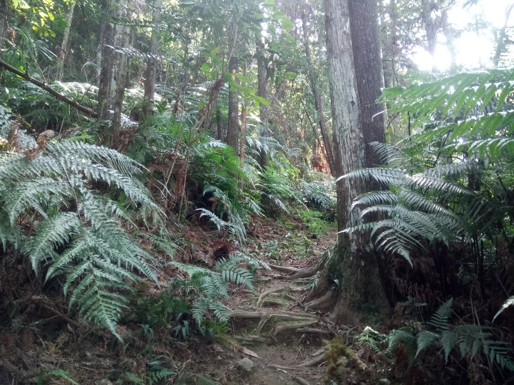 DSC_4024.JPG - 魚池  過坑山登山步道