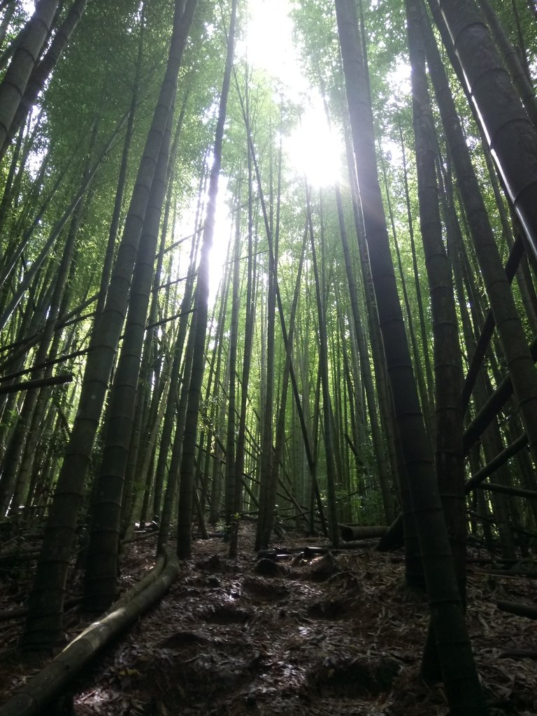 DSC_5238.JPG - 台中和平  長壽山登山步道  (中)