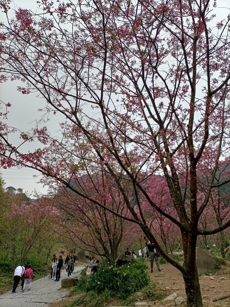 IMG20210226143303.jpg - 三峽  熊空  大熊櫻花林