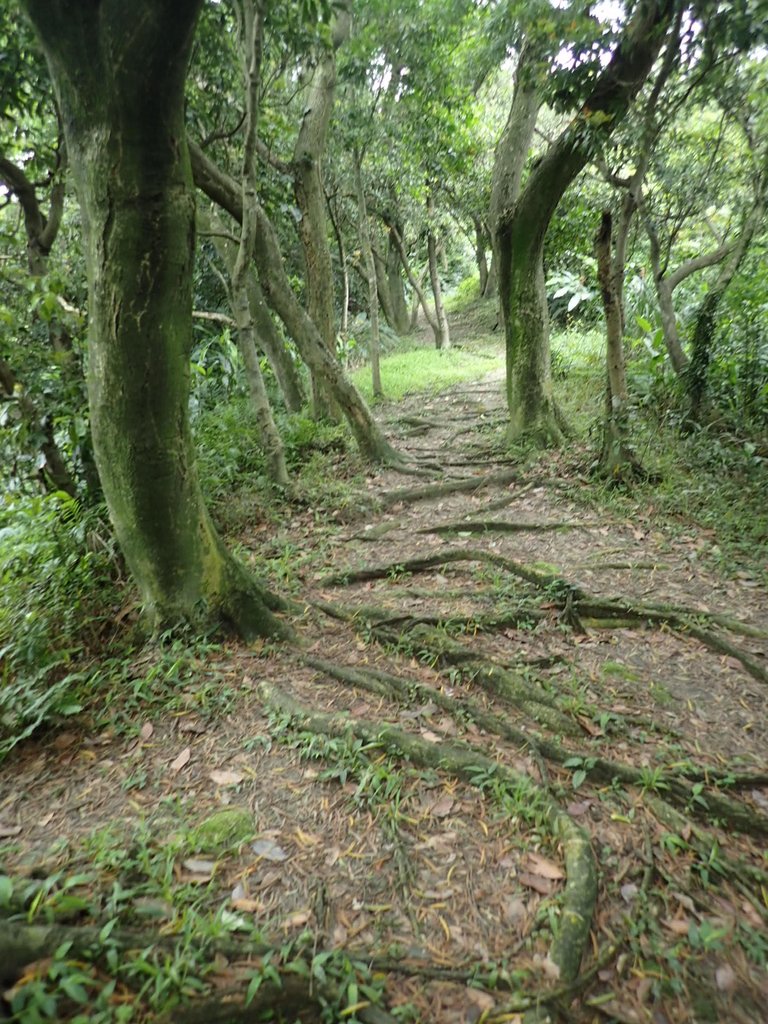 P4143527.JPG - 基隆  五坑山  總督嶺步道