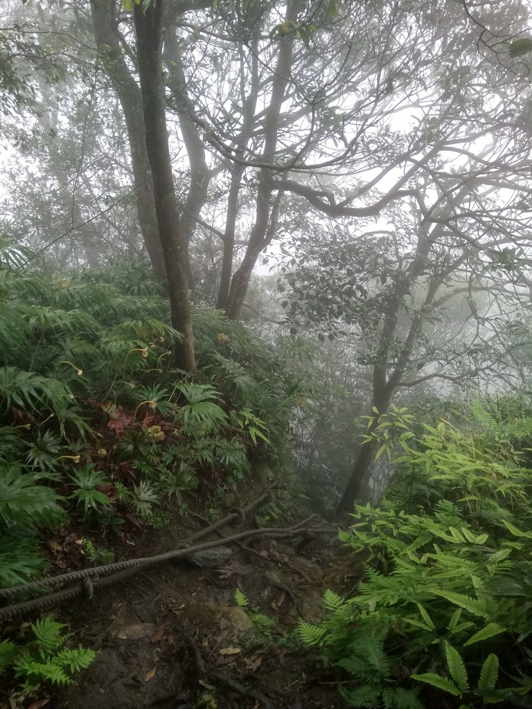 DSC_6253.JPG - 三峽  白雞山登山步道