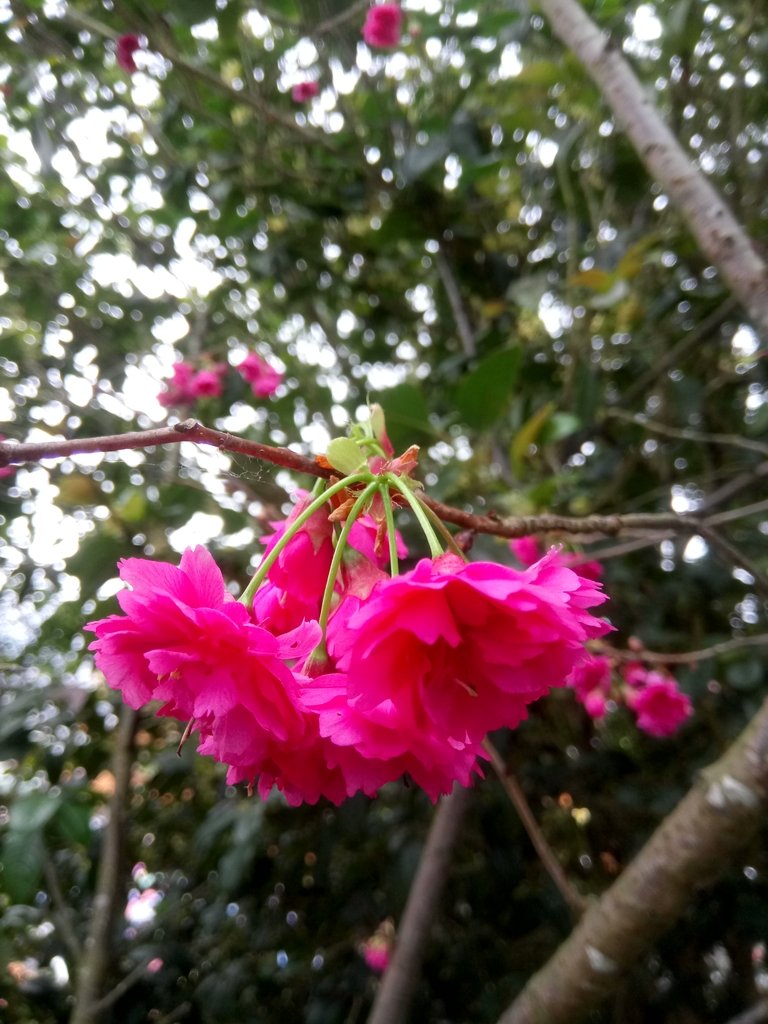 DSC_5286.JPG - 中和  南勢角山  (烘爐地)