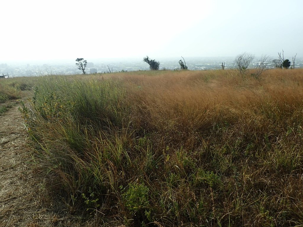 PA160958.JPG - 大甲  鐵砧山大草原