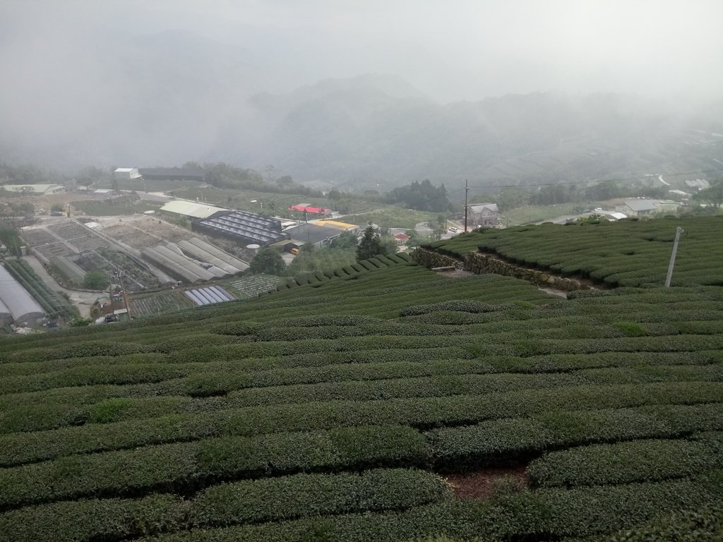 DSC_1440.JPG - 阿里山  隙頂茶園之美