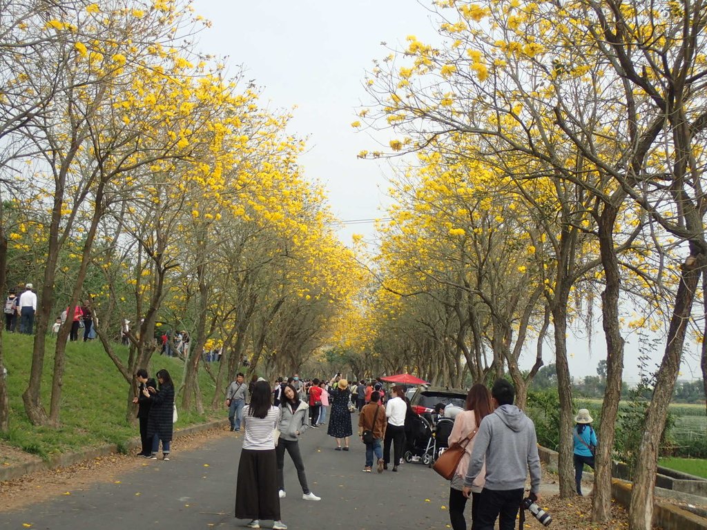 P3066757.JPG - 朴子溪畔  黃花風鈴木