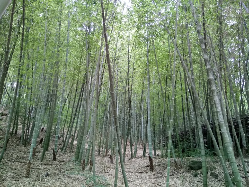 DSC_3016.JPG - 大溪  金面山登山步道