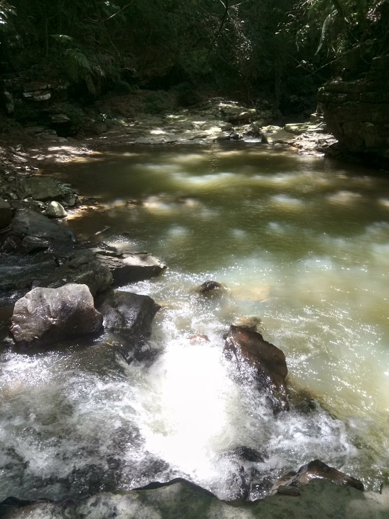 DSC_2631.JPG - 魚池  澀水森林步道  水上瀑布