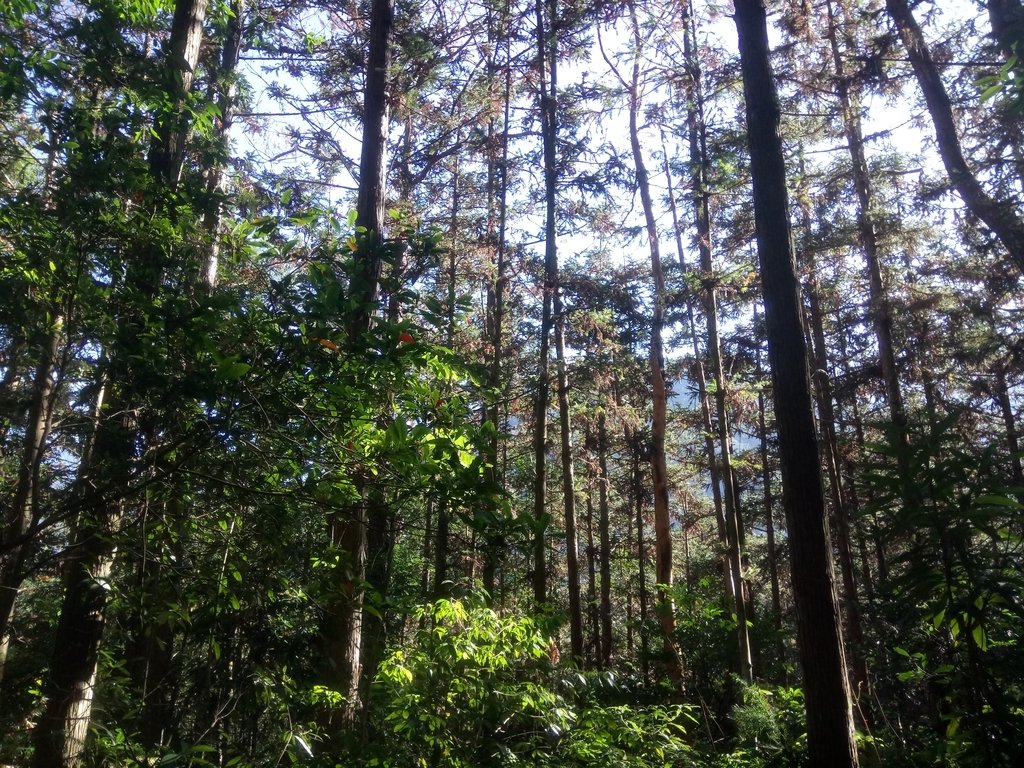 DSC_1664.JPG - 仁愛  惠蓀林場  湯公碑步道