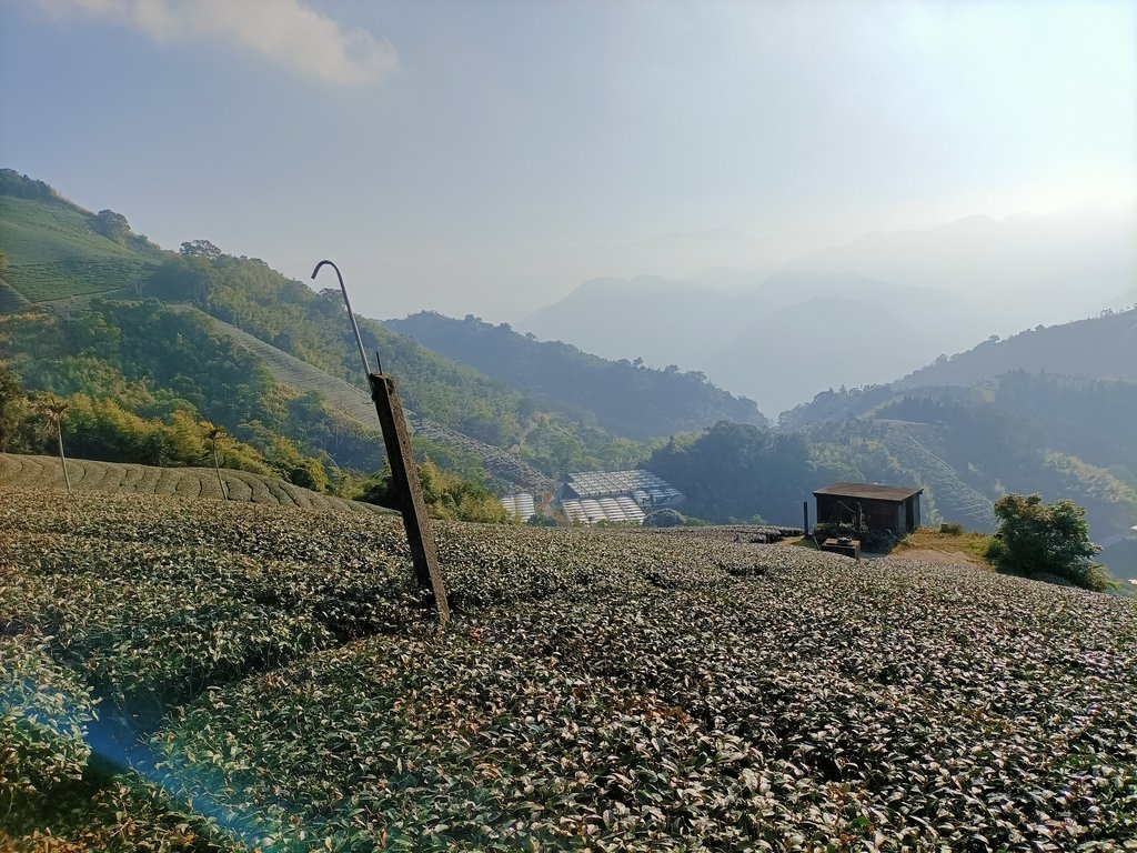 IMG20210130085204.jpg - 雲嘉連峰之  太平山  梨子腳山