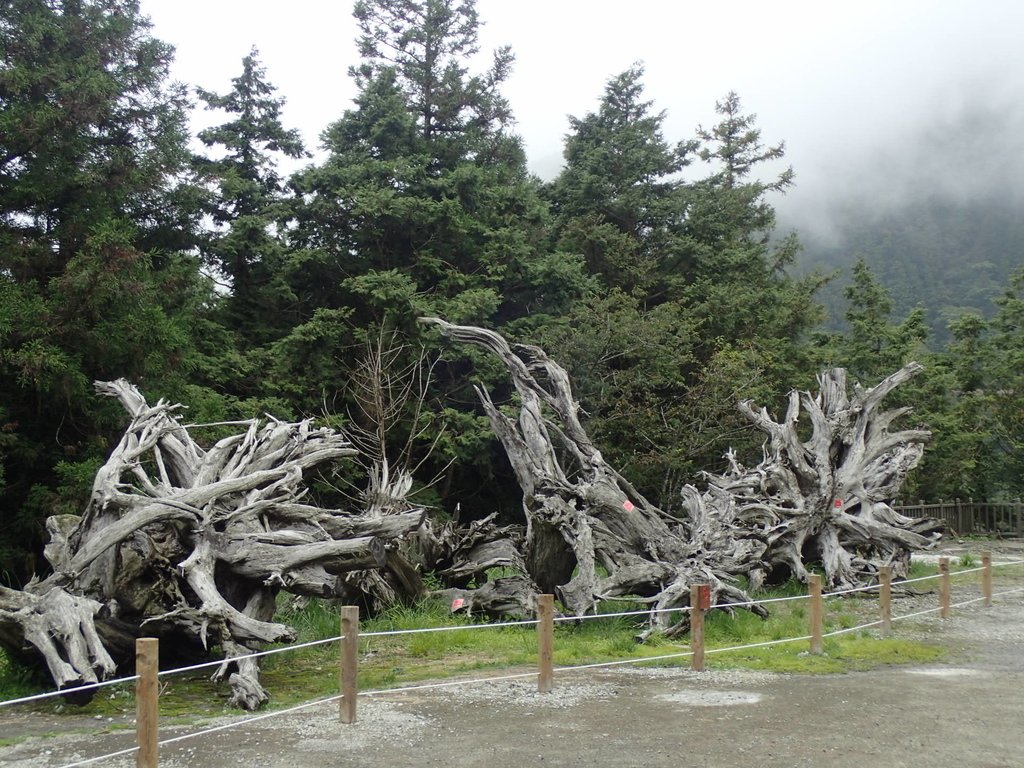 P8226847.JPG - 大同  太平山森林遊樂區