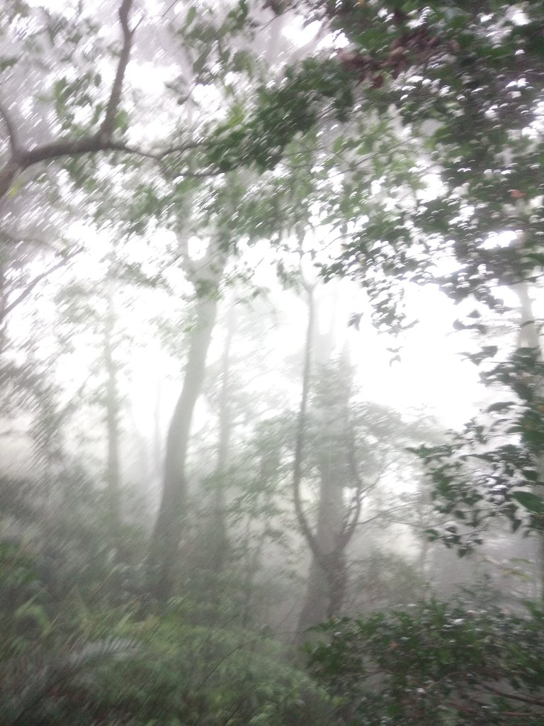 DSC_6259.JPG - 三峽  白雞山登山步道