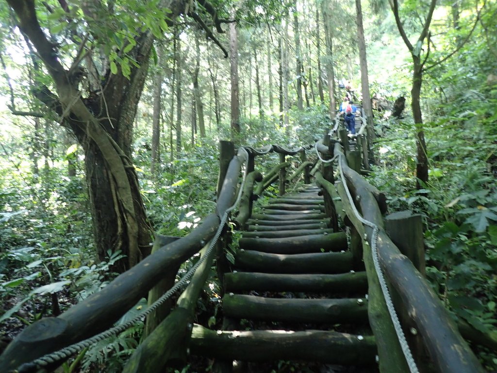 P5117140.JPG - 大坑四號步道  頭嵙山