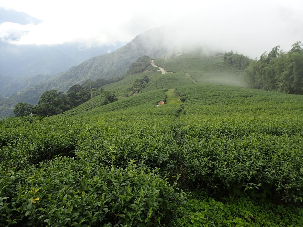 P8156559.JPG - 武界茶園  (01)