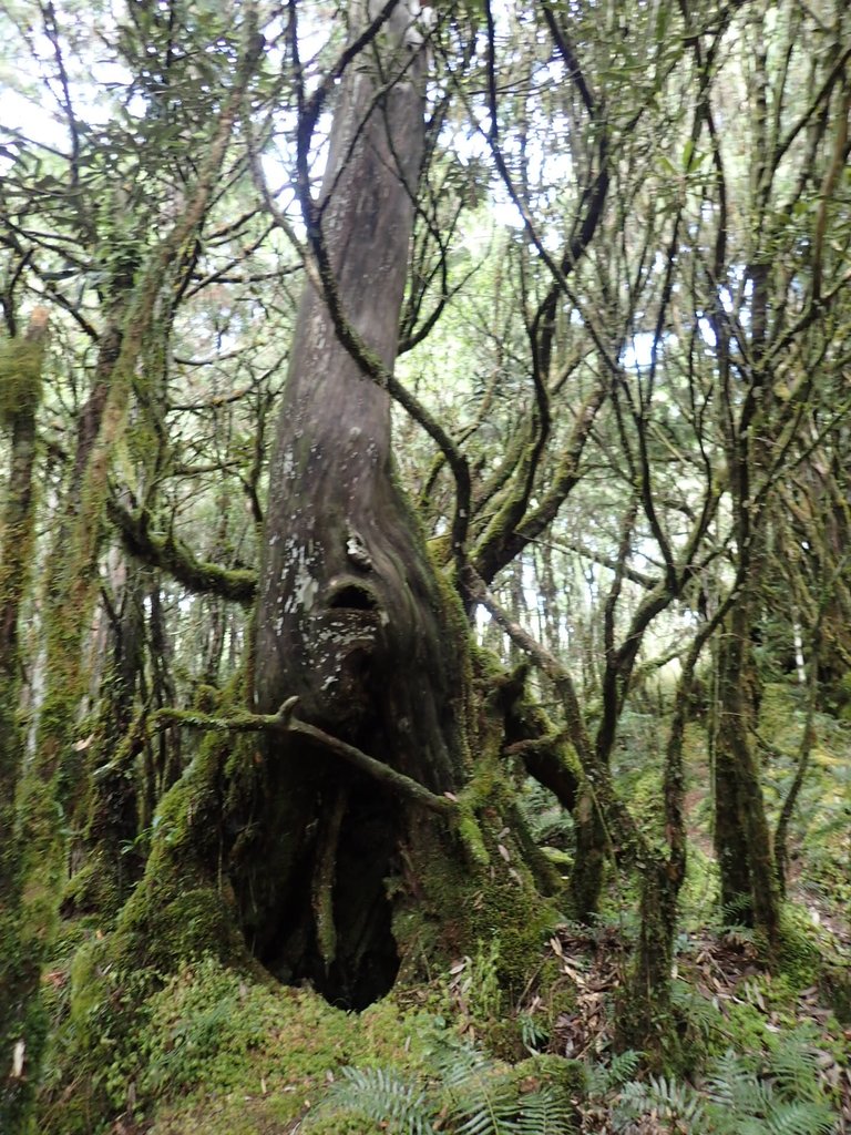 PB265403.JPG - 太平山  翠峰湖環山步道  02