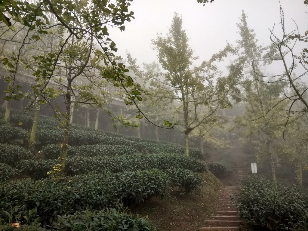 DSC_0496.JPG - 鹿谷  銀杏森林步道