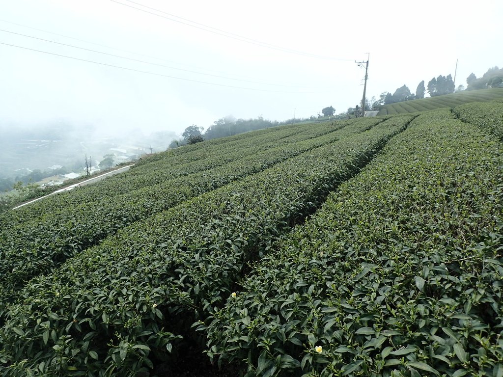 P3257824.JPG - 阿里山  隙頂茶園之美