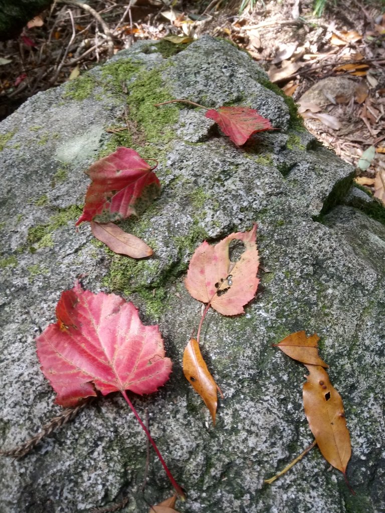 DSC_2638.JPG - 台中  和平  稍來山