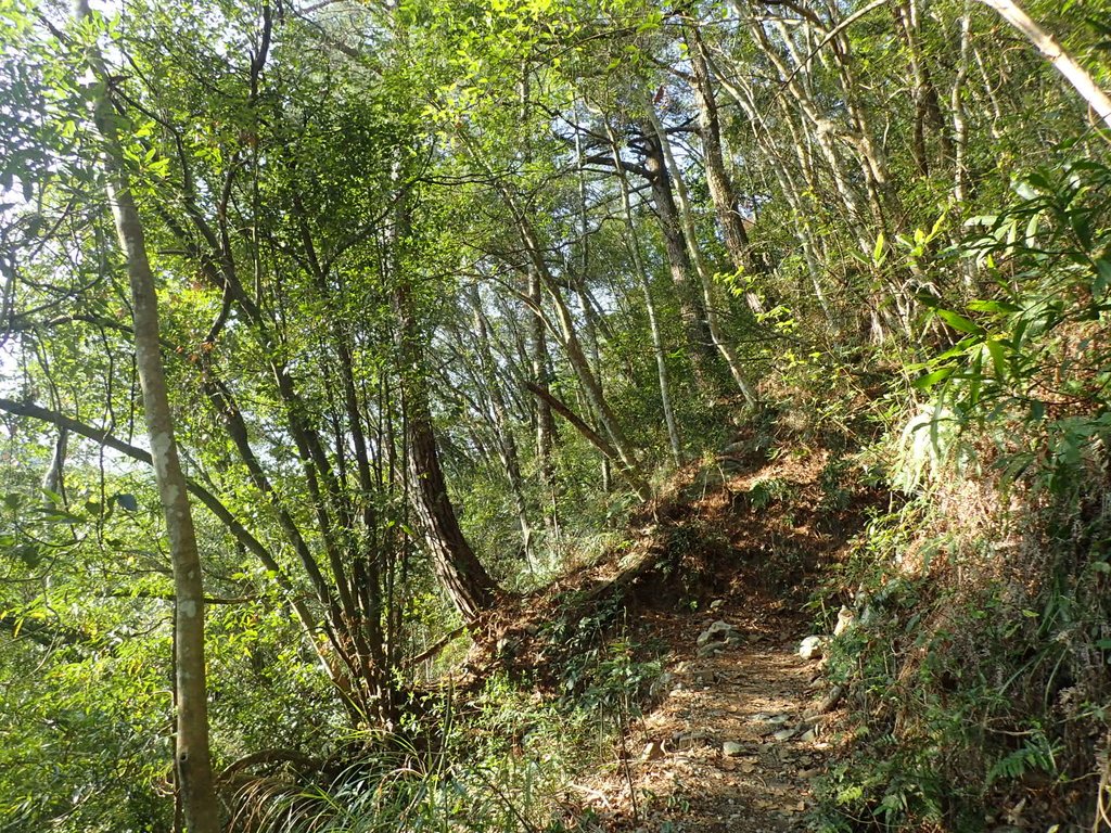 P3167122.JPG - 谷關  德芙蘭步道