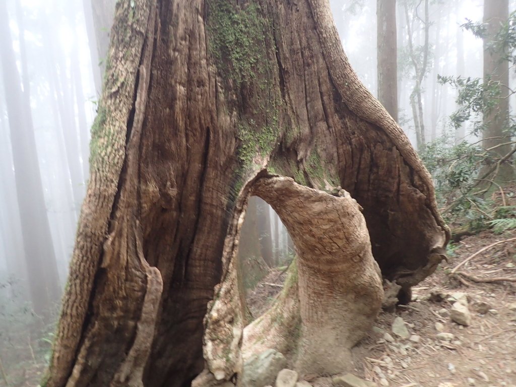 P2034957.JPG - 南庄  加里山  森林鐵道