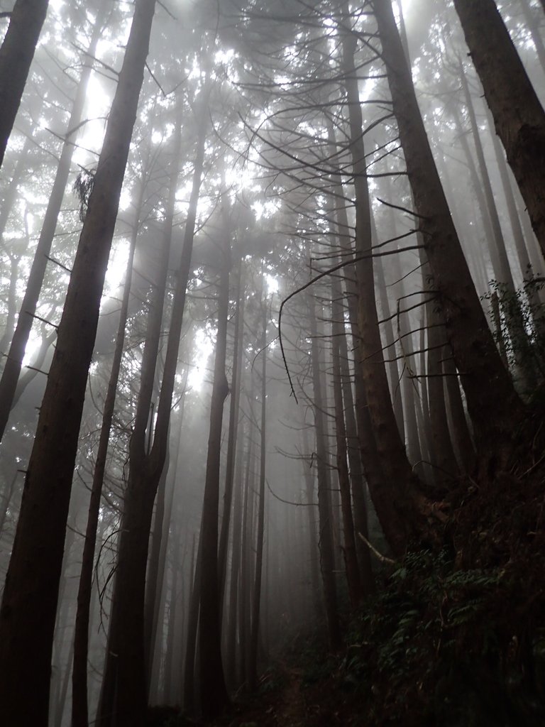 P2035008.JPG - 南庄  加里山  森林鐵道