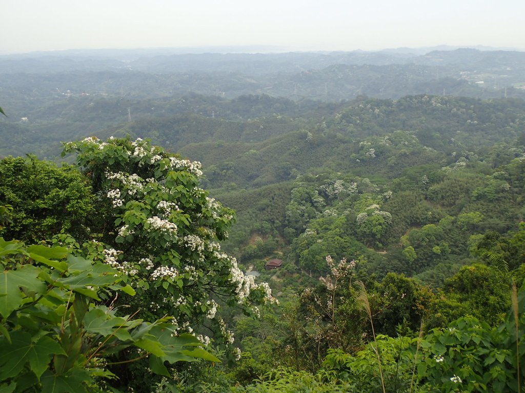 P4191889.JPG - 南庄  細湖頂  桐花山林