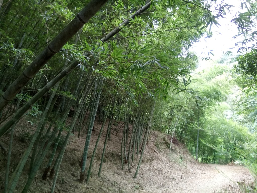 DSC_3017.JPG - 大溪  金面山登山步道