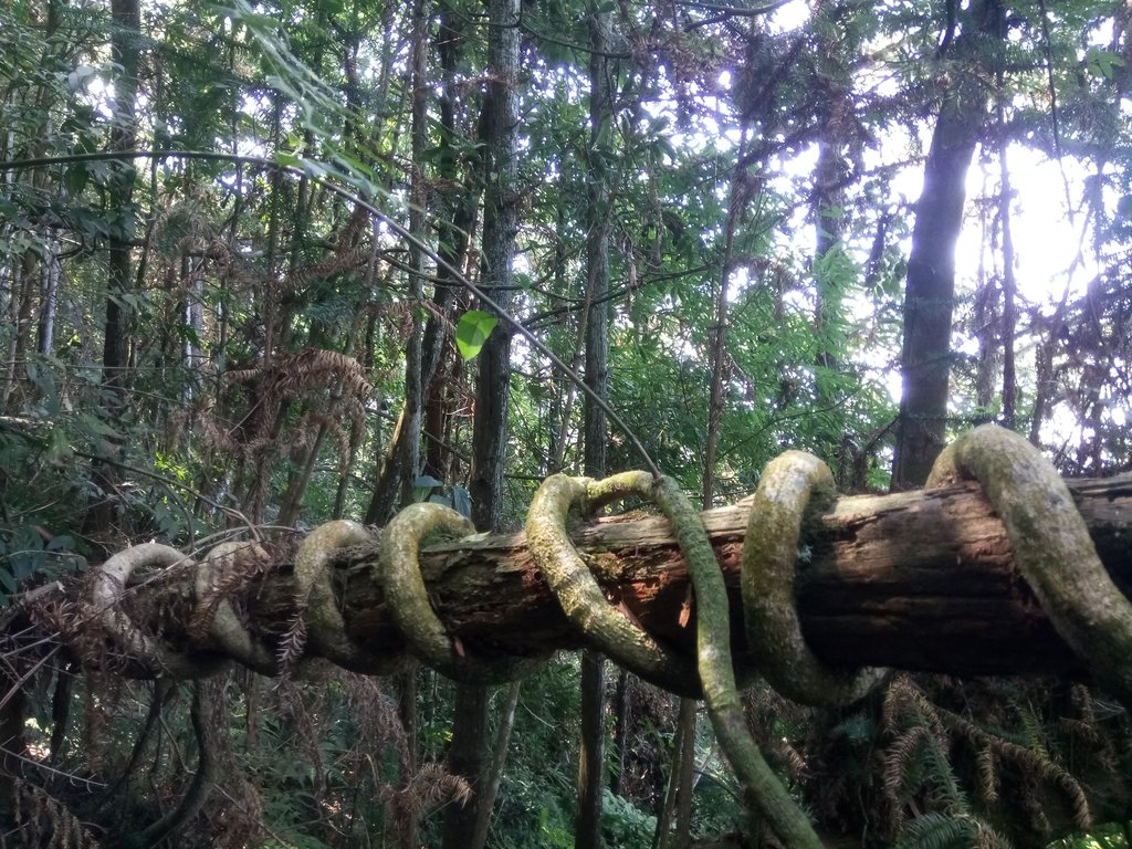 DSC_4028.JPG - 魚池  過坑山登山步道