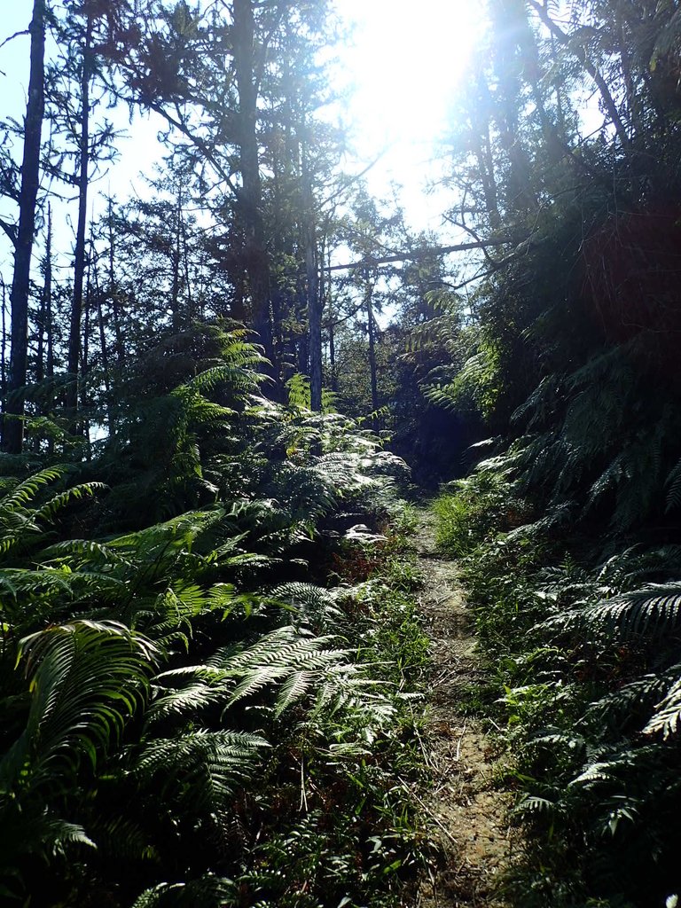 PA040359.JPG - 魚池  過坑山登山步道