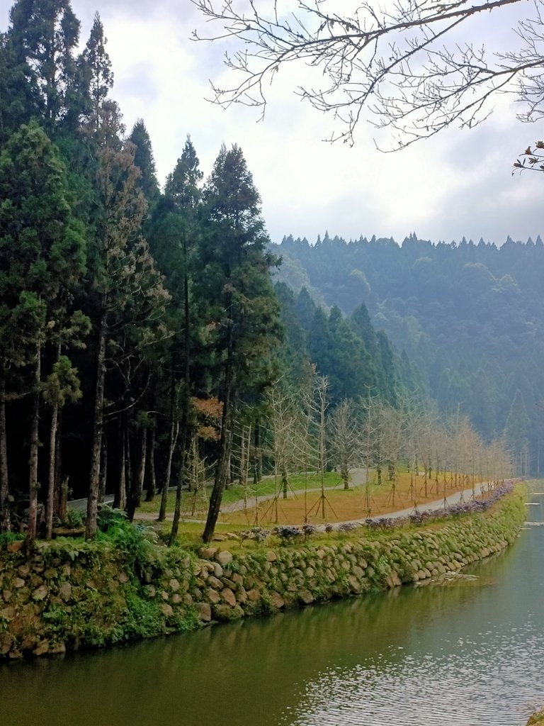 IMG20210205133155.jpg - 竹山  杉林溪森林遊樂園  路過