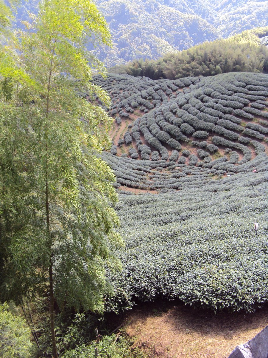 DSC07999.JPG - 竹山  軟鞍  八卦茶園