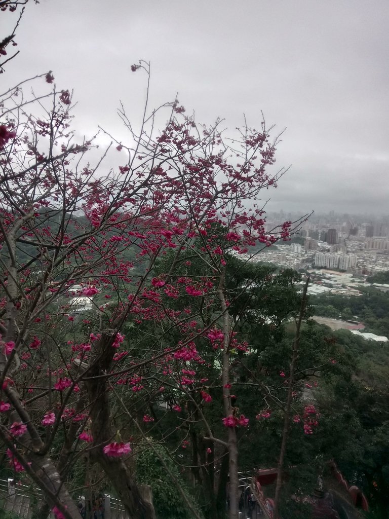 DSC_5269.JPG - 中和  南勢角山  (烘爐地)