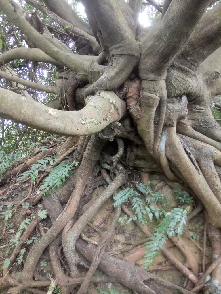 DSC_5136.JPG - 三峽  鳶尾山登山步道